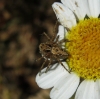 Oxyopes heterophthalmus