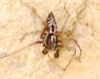 Oxyopes heterophthalmus