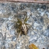 Oxyopes sp.