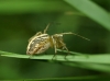 Oxyopes sp.