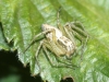 Oxyopes sp.