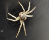 Philodromidae Philodromidae