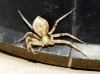 Philodromus Philodromus