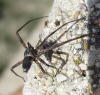 Philodromus