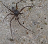 Philodromus