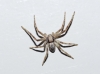 Philodromus sp.