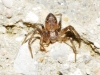 Philodromus sp.