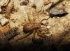 Philodromus sp.