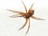 Philodromus sp.