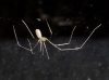 Pholcus sp.