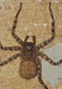 Selenops radiatus Selenops radiatus