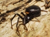 Steatoda paykulliana