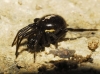 Steatoda paykulliana