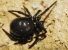 Steatoda paykulliana