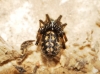 Steatoda sp.