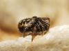 Steatoda sp.
