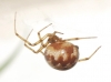 Steatoda triangulosa