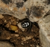 Steatoda albomaculata Steatoda albomaculata