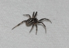 Steatoda cf. albomaculata Steatoda cf. albomaculata