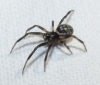 Steatoda cf. albomaculata Steatoda cf. albomaculata