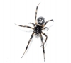 Steatoda cf. albomaculata Steatoda cf. albomaculata
