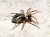Textrix denticulata