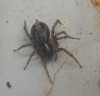 Textrix sp.