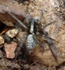 Textrix sp.
