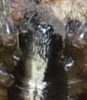 Textrix sp.