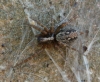 Textrix sp.