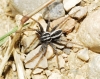Thanatus sp. Thanatus sp.