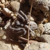 Thanatus sp. Thanatus sp.