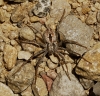 Thanatus sp. Thanatus sp.