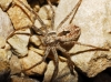 Thanatus sp.