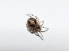 Theridion sp.