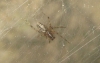 Theridion sp.
