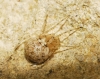 Theridion sp.