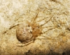 Theridion sp.