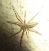 Tibellus sp.