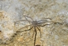 Tibellus sp.