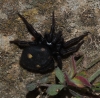 Uroctea durandi Uroctea durandi