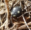 Uroctea durandi Uroctea durandi
