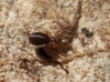 Zodarion sp.