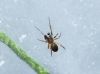 Zodarion sp.
