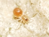 Zodarion sp.