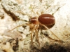 Zodarion sp.