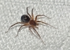 Zodarion sp.