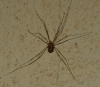 Cosmobunus granarius