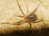 Homalenotus coriaceus
