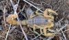 Buthus occitanus ?